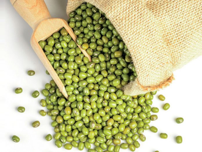 masfasulyesi