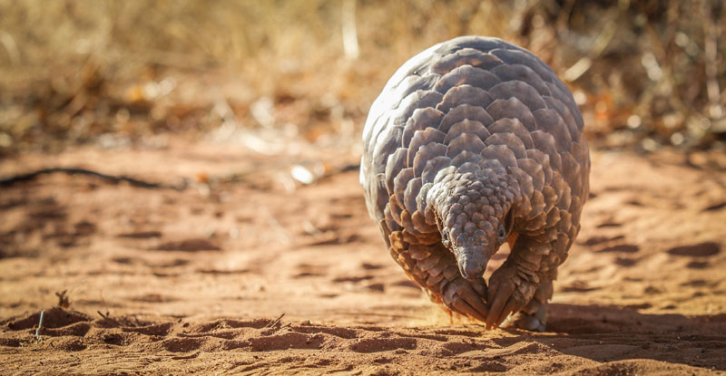 Corona Virüs pangolinlerden mi yayıldı? Pangolin nedir ...