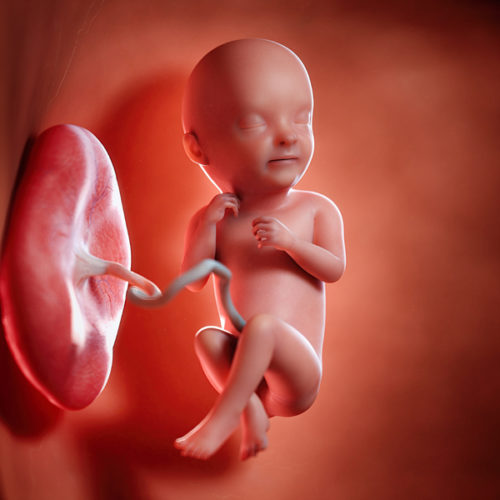 hamileligin 33 haftasinda neler oluyor 33 haftalik gebelik kac aylik