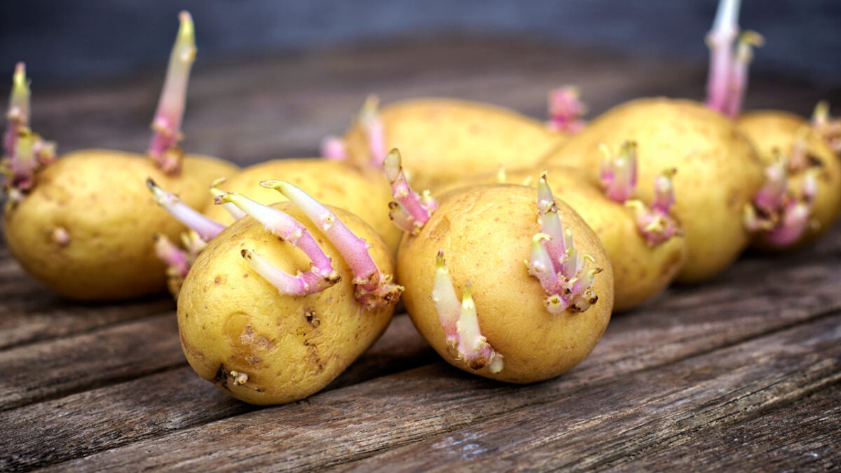 Filizlenmiş patates yenir mi? Sağlığa zararı var mıdır?